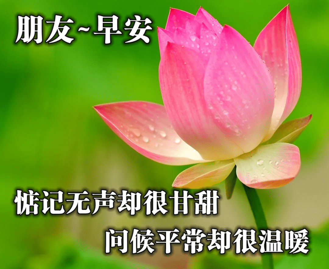 微信最珍贵的早安问候祝福优美句子 好看的鲜花图片带