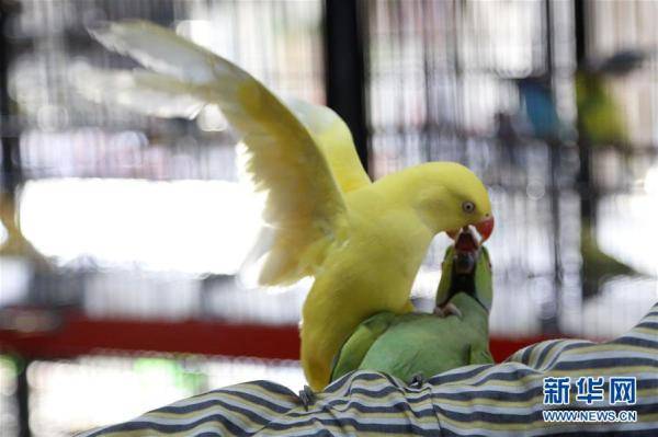 新华社|巴基斯坦：市场里的鸟儿