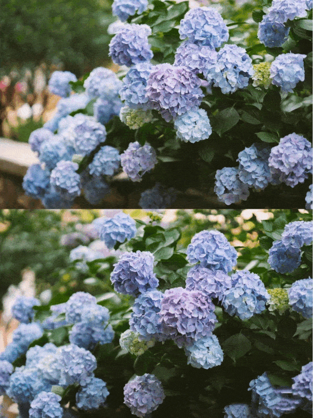 小红书 花小拉 绣球花开无尽夏  是不是光看图就觉得美呆了 青岛