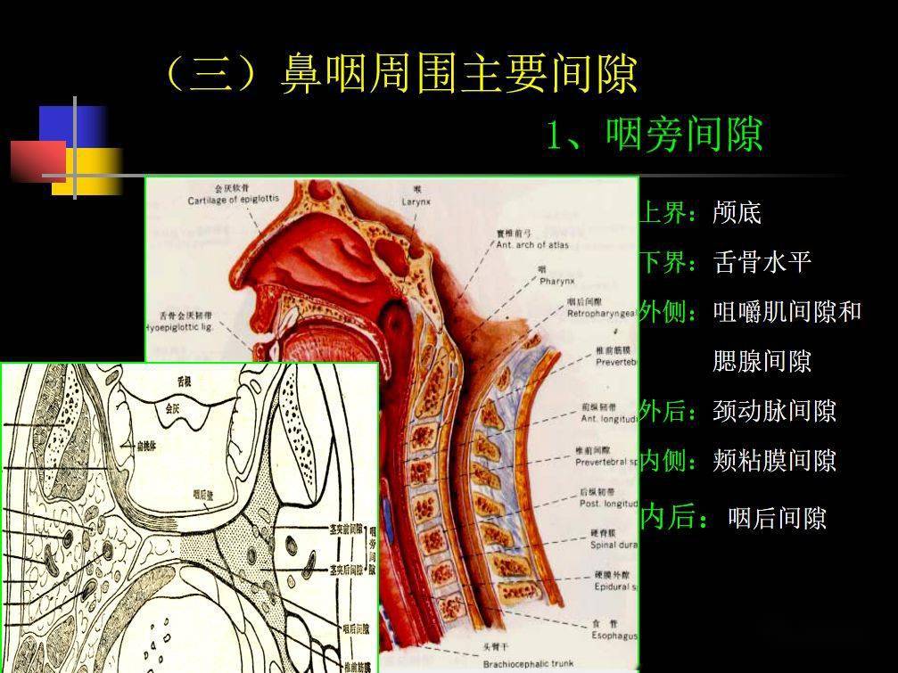 收藏必备鼻咽部的ct详细解剖