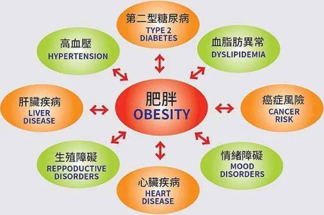 贫穷使人肥胖 | 糖、超重与晚期资本主义慢性病