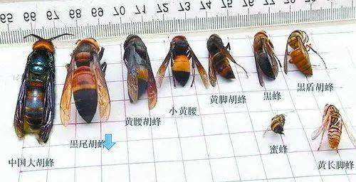 各种类型马蜂与蜜蜂的个头比照(图片来源于厦门晚报)