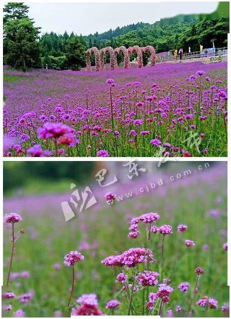 野三关森林小镇建设将投资百亿,森林花海花开惠万家