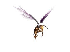 小心! 近期厦门多人被这种虫蜇伤, 这些人最易受攻击