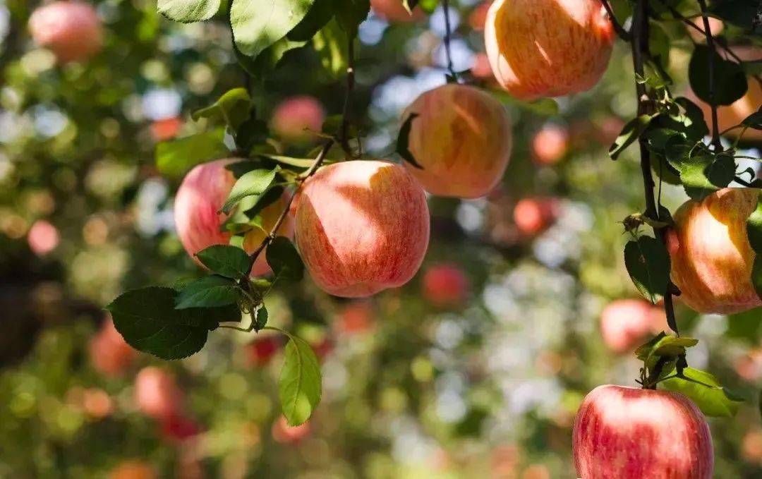 苹果|正宗栖霞红富士苹果惠享美家今晚上线！2斤大鸡爪27.9元限时接龙中！