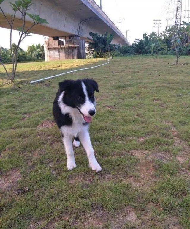 世界犬类智商排名_犬类智商排名