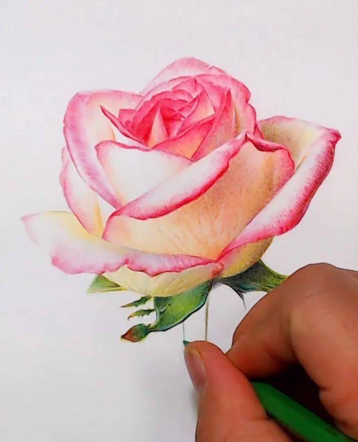 彩铅画花卉入门教程 | 情人节送你一个彩铅花卉玫瑰