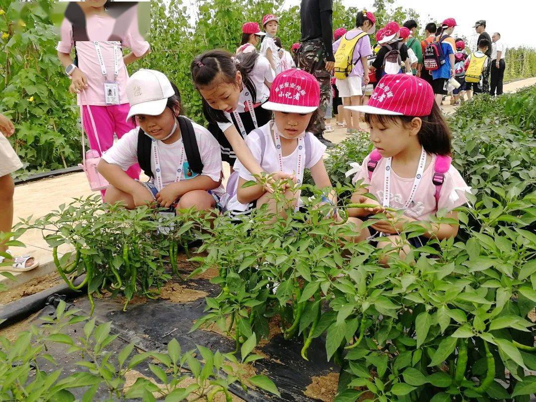 小记者暑期活动对话范仲淹拜师孔子现代牧场观光体验农场采摘乐趣小