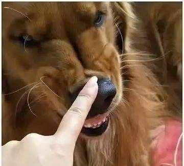 金毛犯错,女孩指着狗狗鼻子骂,下一秒看到它的表情后不淡定了
