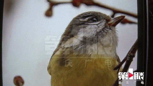 布谷鸟是不是杜鹃鸟 6b66a320a07f4f7eb0f37ad81facae56.png