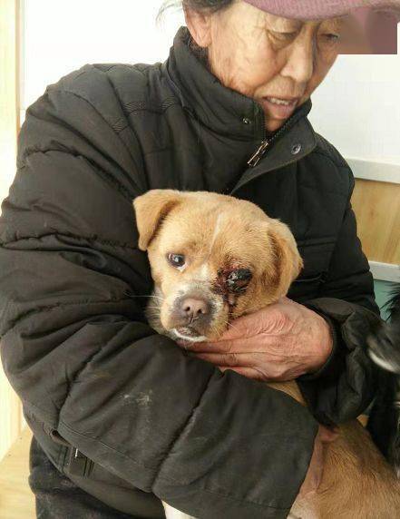 7旬老人躺在病床上不断求人救狗的模样让人泪目