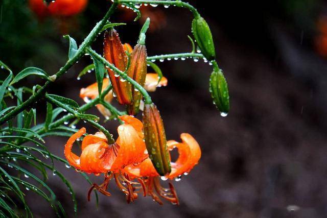 袁家湾雨中的百合花美爆山村_兰州