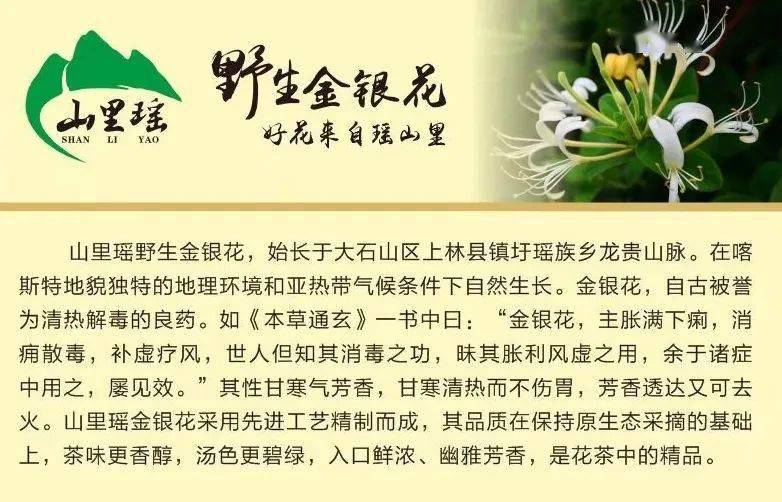 方法|随时随地的好清凉!【书记推荐】山里瑶野生金银花