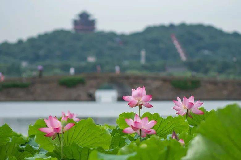 西湖荷花正值"颜值巅峰期,请管好你们的"小手手!