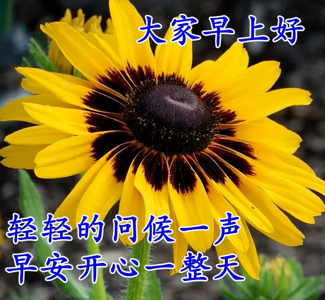 朋友早上好问候语大全,最漂亮的早安图片带祝福语