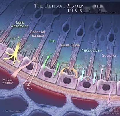 视网膜相关知识学习及病例图片分享