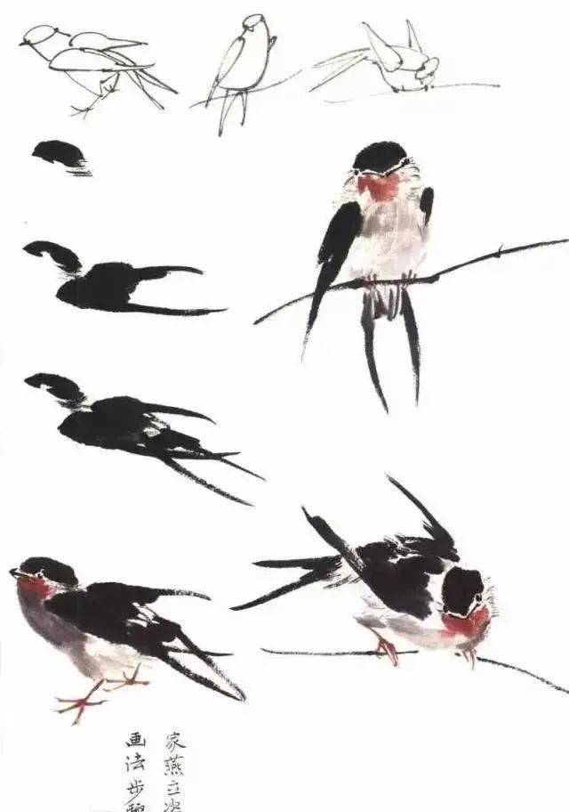 国画——燕子等飞禽的画法总结,太全了!