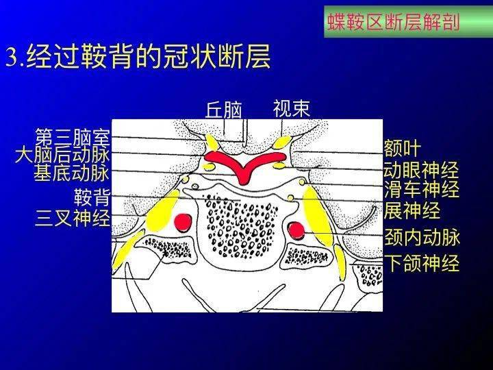 【推荐】鞍区应用解剖 断层解剖图谱