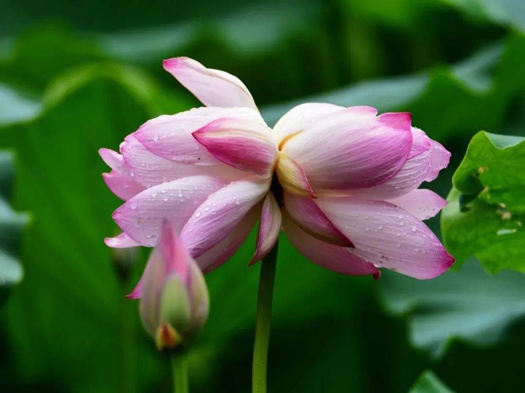 并蒂莲花开,好运自然来!