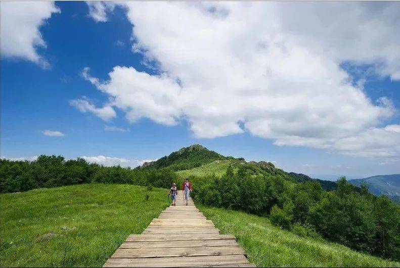 房山百花山,房山白草畔,野三坡白草畔都位于百花山脉之中,前三个属同