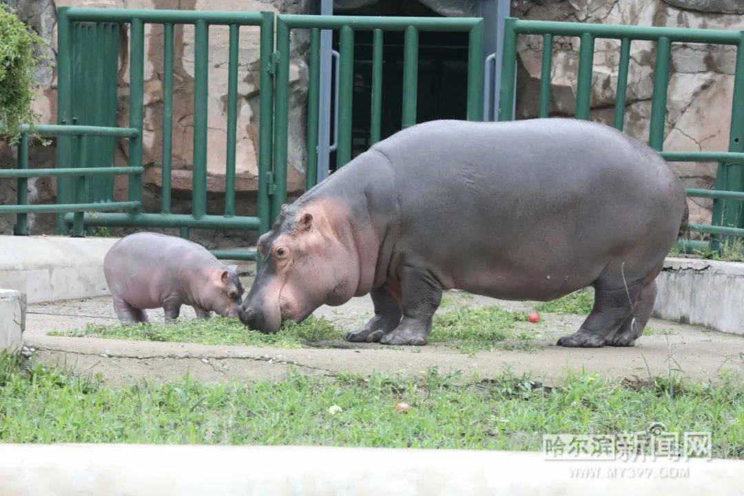 动物园要给"冰城籍"小河马起名字啦丨征名时间:即日起至7月25日