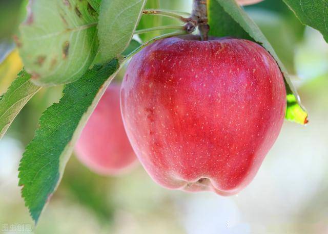 矮化苹果树早衰的原因有哪些?如何正确应对?