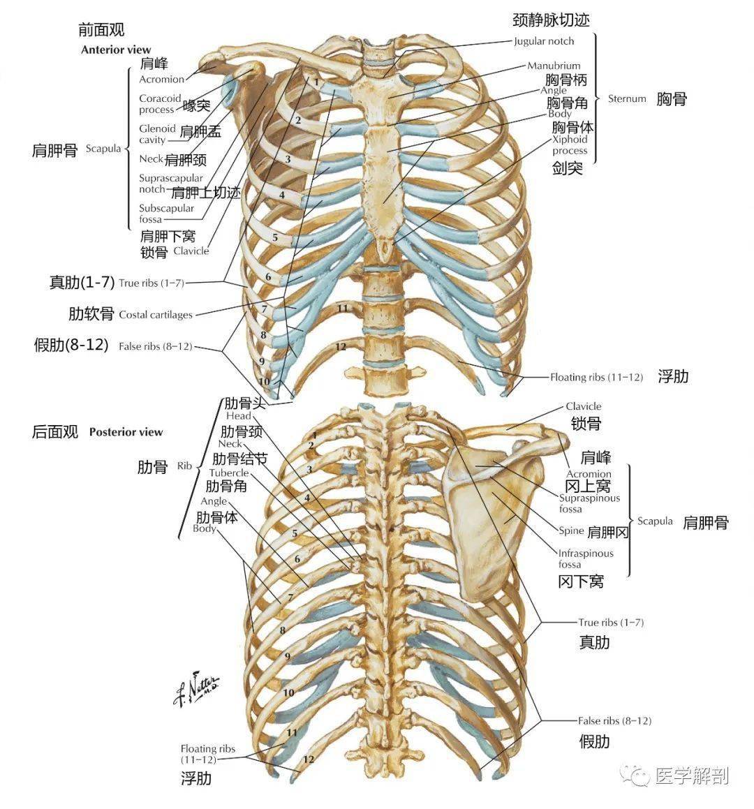 高清解剖图谱肋骨解剖