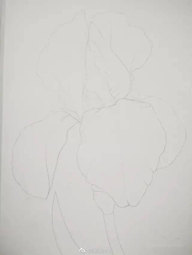 第一步:铅笔打形,先用直线定一下花瓣的位置,再进一步画出具体的形状