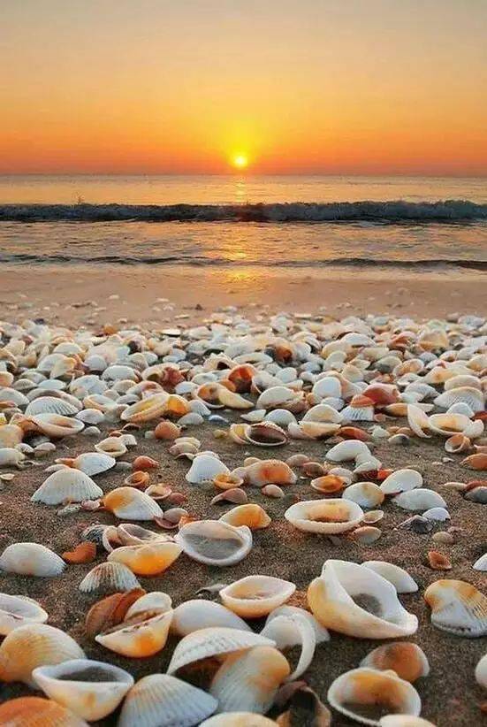 余晖下,海滩上的贝壳都闪闪发光