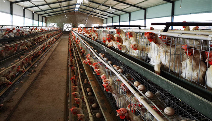 养殖户|【深度】探访“中国蛋鸡之乡”：蛋价半年跌去近六成，养殖户瞄准下一轮好行情