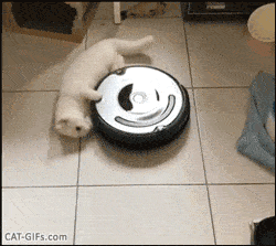 猫:骑上我心爱的小摩托~扫地机器人:滚!