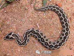专家:广西常见毒蛇10多种,遇蛇应这样自保自救
