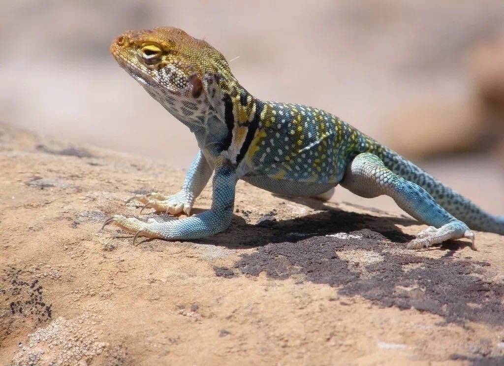 出售野生动物给他人作“另类“宠物，被判负刑责