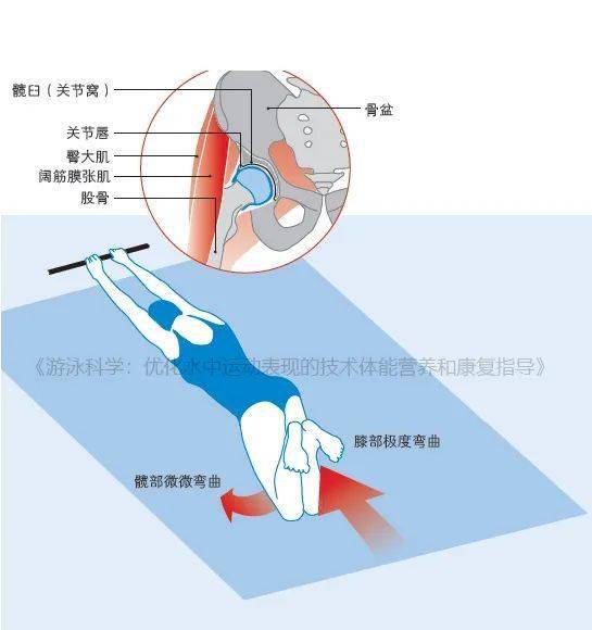 为什么我游泳时膝部和髋部会疼?_蛙泳