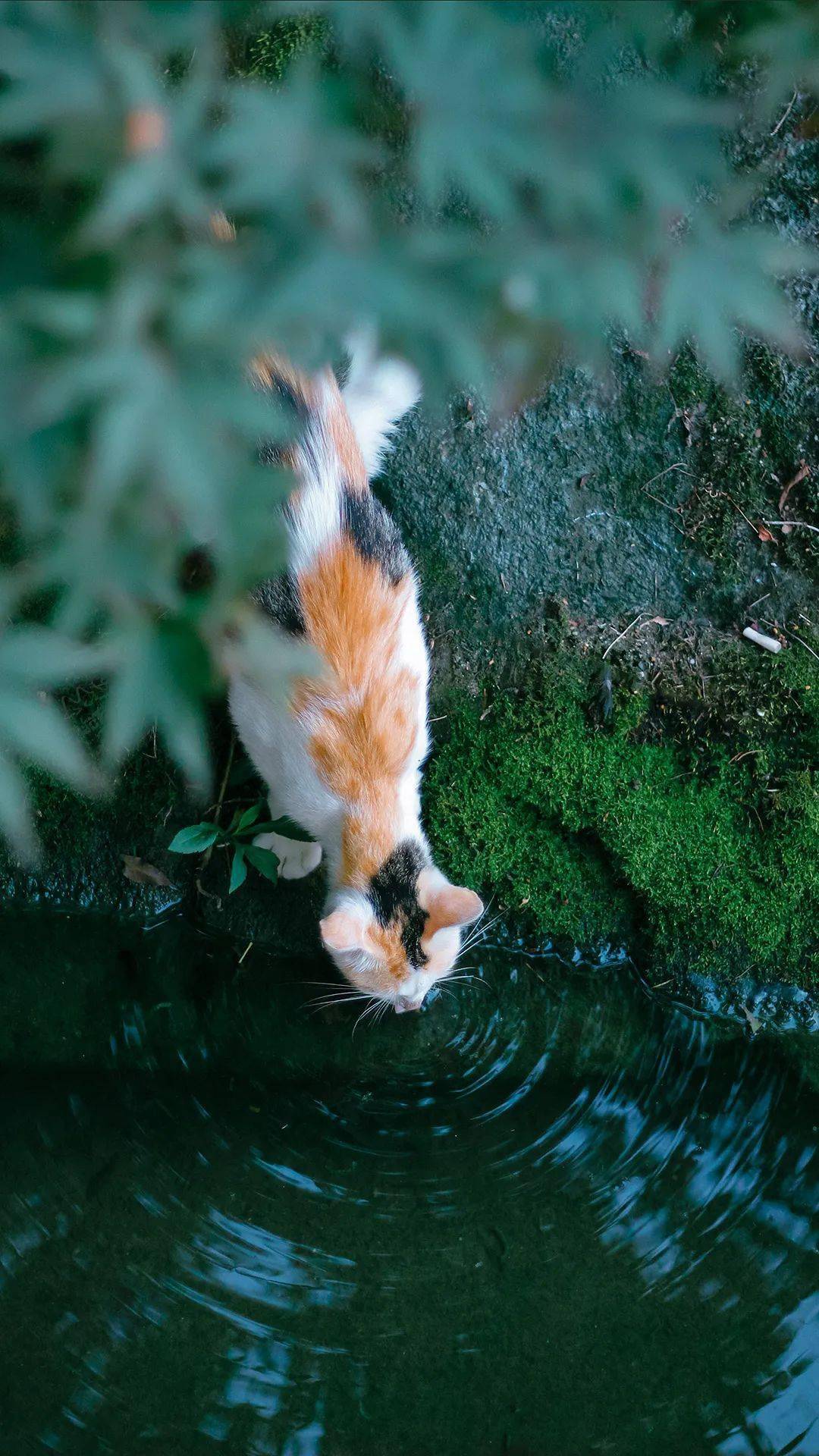 盛夏猫影,一组清凉的猫壁纸分享给大家!