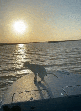 搭船赏夕阳,本来超唯美的一幕,可狗子下一秒却.