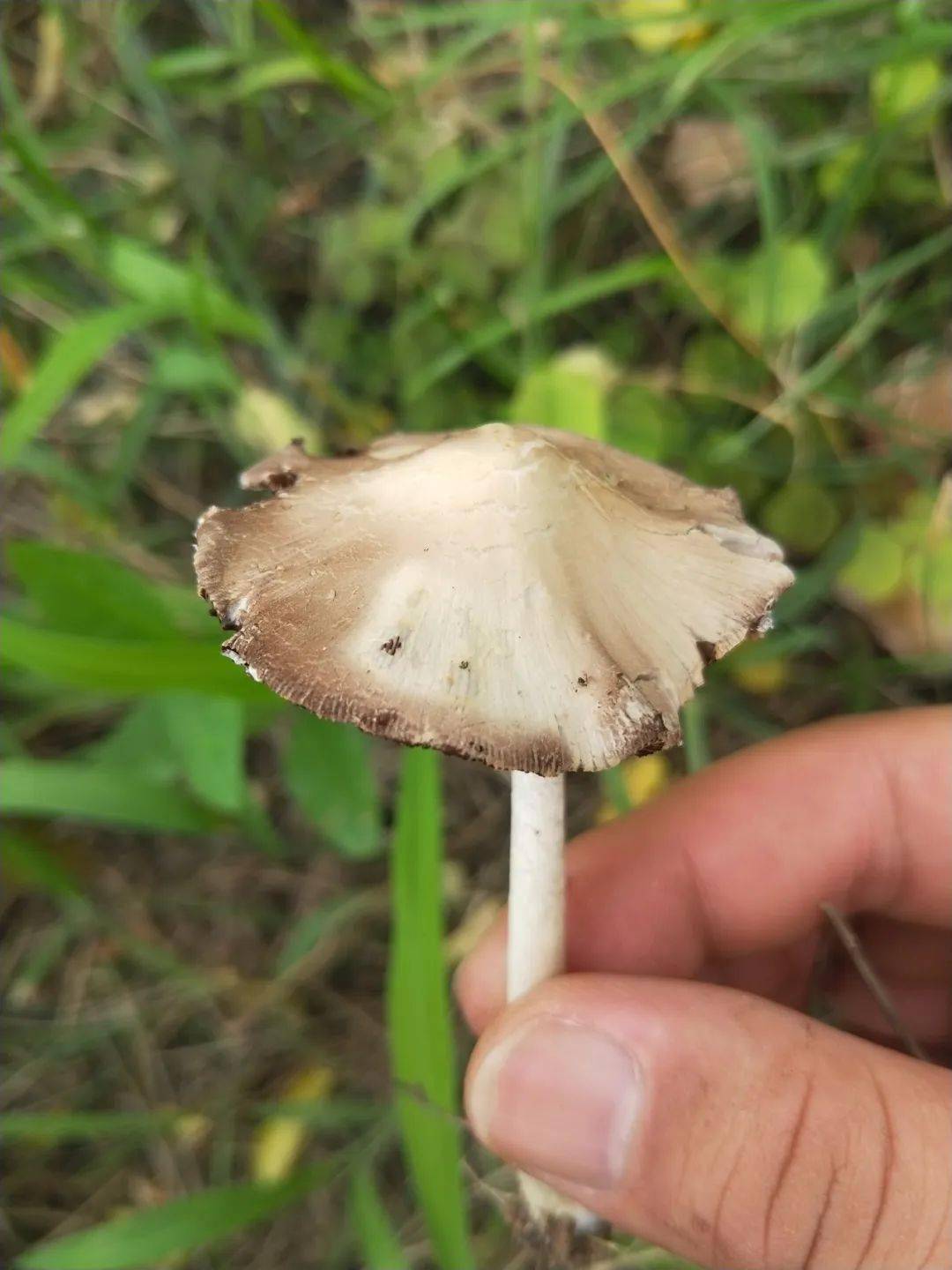 恶心,呕吐,肝损伤!东营一对夫妻采食野生蘑菇住进icu!