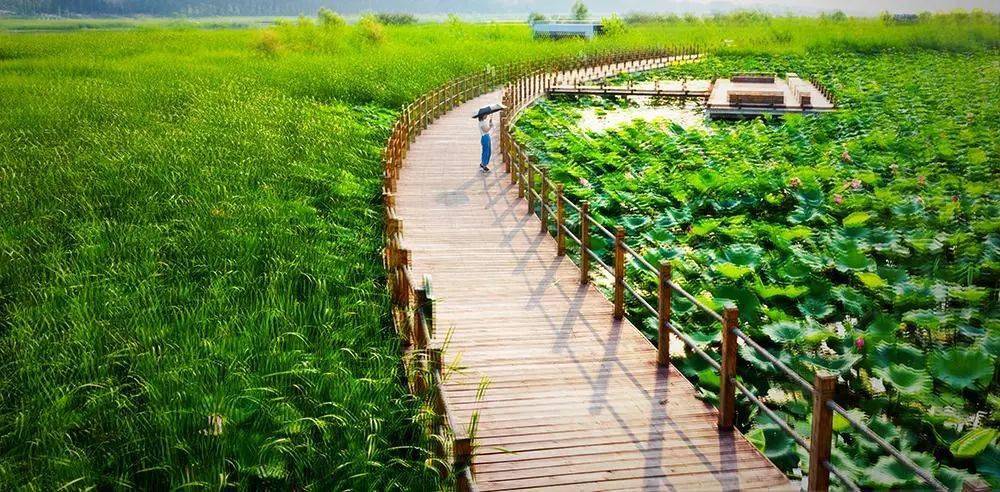 盛夏七月,宝坻区潮白河国家湿地公园一方方荷塘的荷花迎来了盛花期