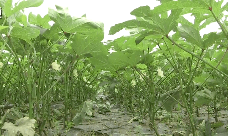 崇明地产秋葵走俏市场,教你几个好吃的做法