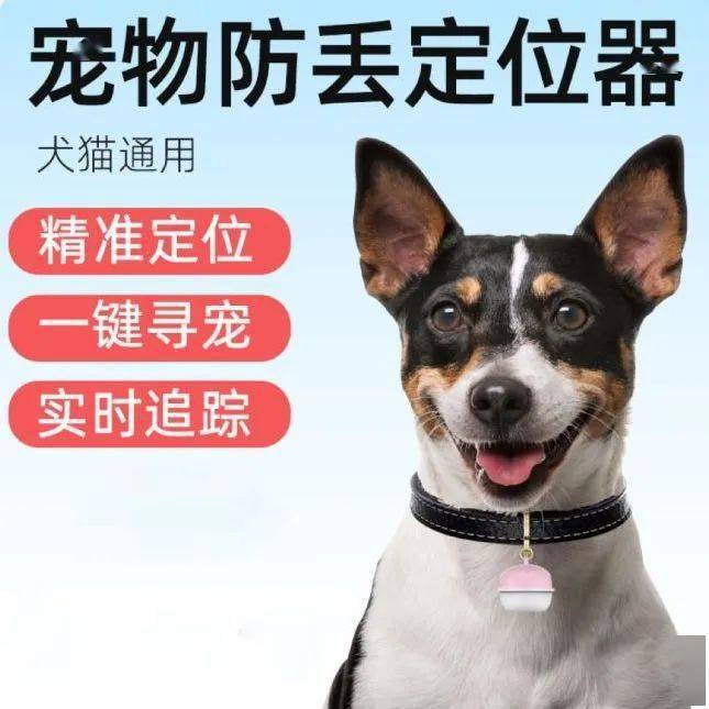 狗狗跑丢了怎么办