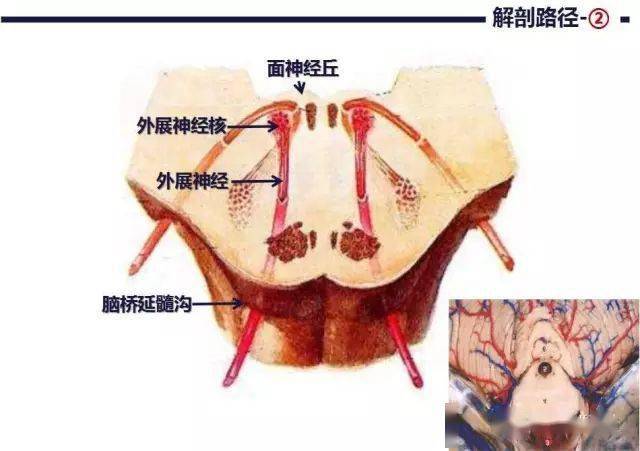 展神经完美显示及疾病诊断