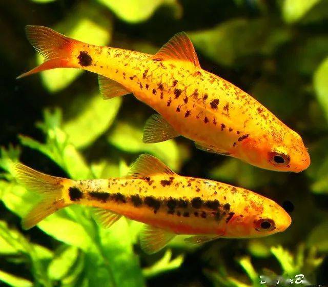 黄金条鱼(puntius semifasciolatus var)饲养难度:容易栖息地:改良