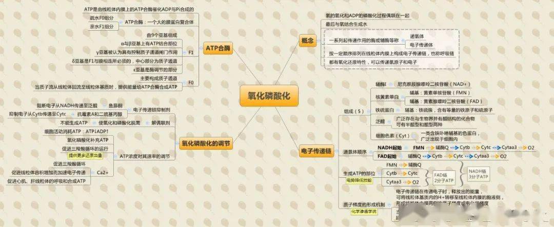 医学生必备生物化学思维导图