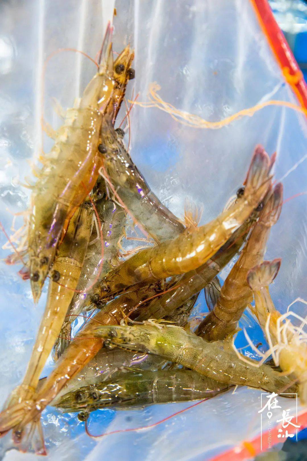 长沙|是什么来头？开业就爆店！惊现长沙海鲜烧烤界的新星之秀