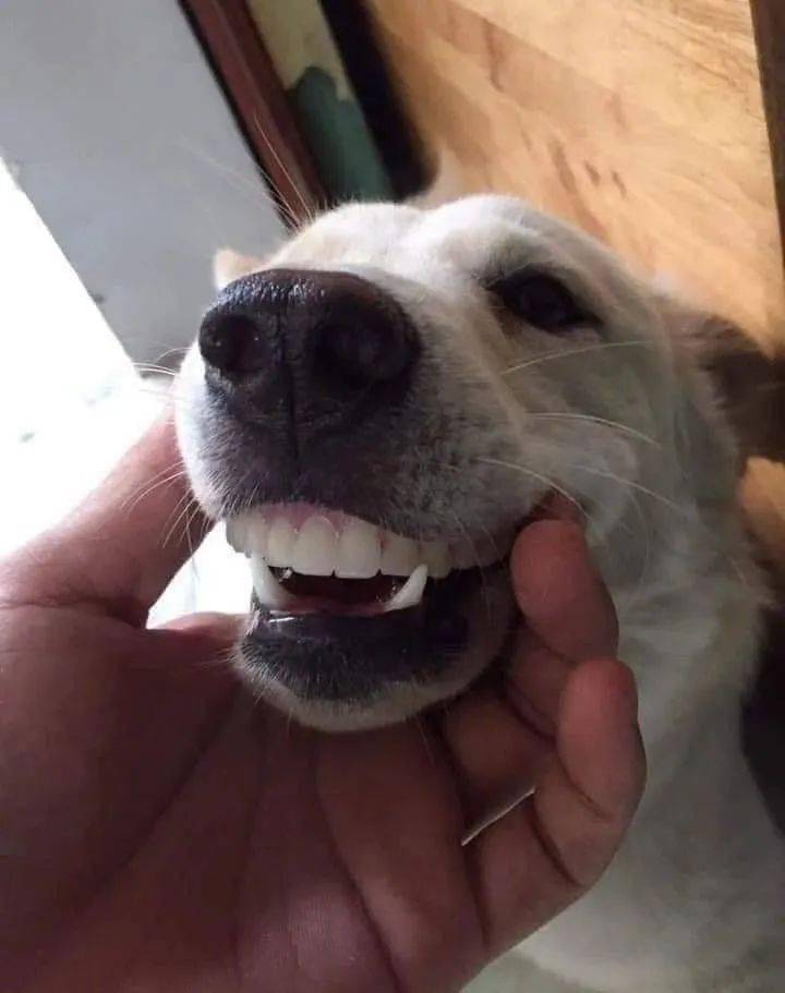 奶奶的假牙不见了,网友看了一眼狗子后,直接笑喷了!