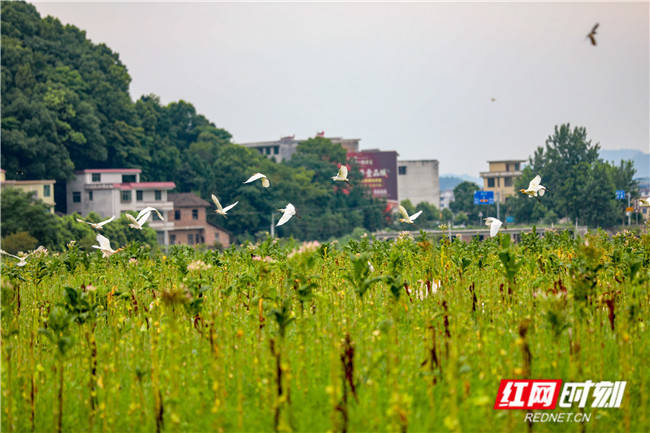 白鹭舞|夏耘田间 翩若惊鸿白鹭舞