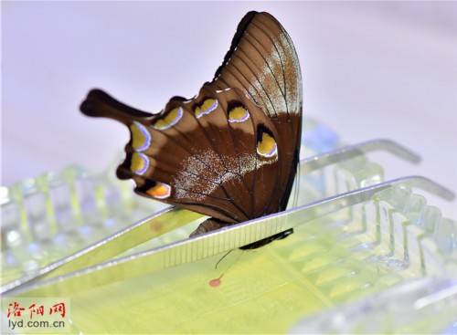 蝴蝶|洛阳一对夫妻把兴趣变为生意：制作蝴蝶标本 创造幸福生活