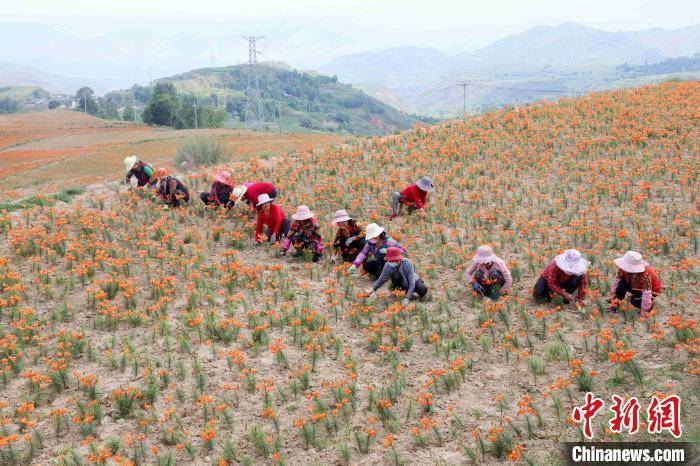 张海山|青海“光辉村”迎“光辉时代”：从“广种薄收”到特色种植