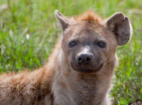 动物咬合力排名_咬合力第一的动物