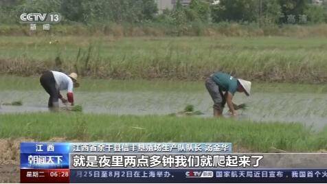 信丰垦殖场|防汛抢种两不误 江西余干抢种水稻超24万亩